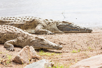 Image showing Kenian crocodiles
