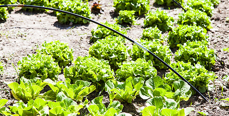 Image showing Vegetable Garden