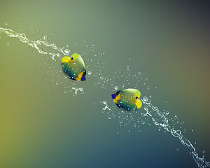 Image showing Angelfish jumping