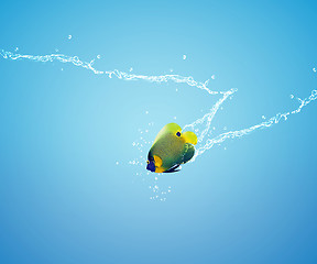 Image showing Angelfish jumping