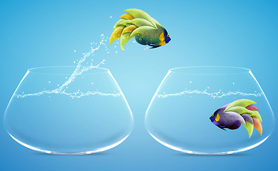 Image showing Angelfish jumping to other bowl