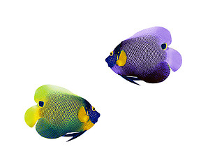 Image showing colorful angelfish