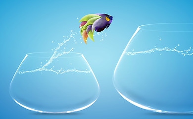 Image showing Angelfish jumping to other bowl