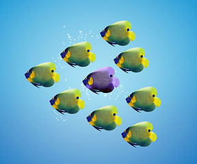 Image showing Purble angelfish between group of green angelfish