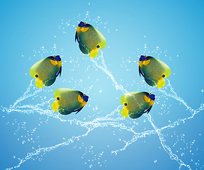 Image showing Angelfish jumping