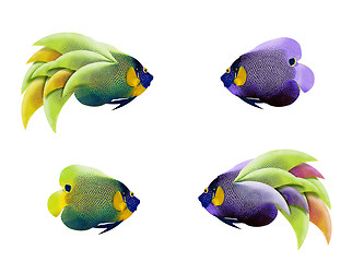 Image showing colorful angelfish