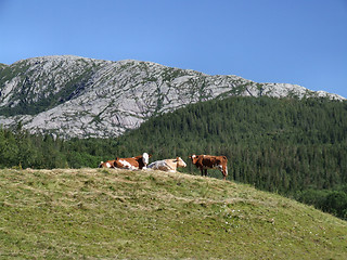 Image showing Cows in the mountains