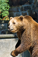 Image showing brown bear