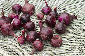 Image showing Red onion healthy vegetable harvesting 