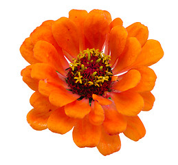 Image showing orange zinnia violacea flower isolated on white 