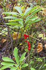 Image showing Deadly poisonous berry