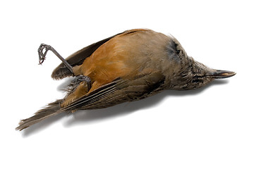 Image showing Dead bird 