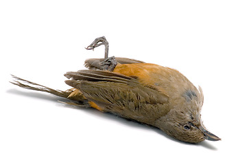 Image showing Dead bird 