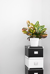 Image showing Storage boxes and green plant in a room corner