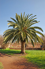 Image showing Palm tree