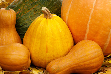 Image showing Ripe pumpkins