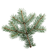 Image showing Fir branch