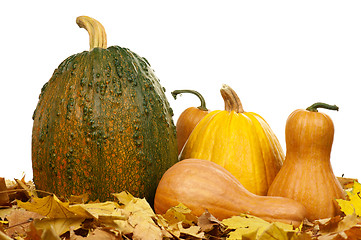 Image showing Ripe pumpkins