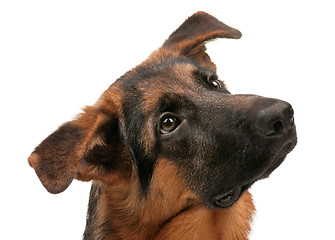 Image showing German shepherd