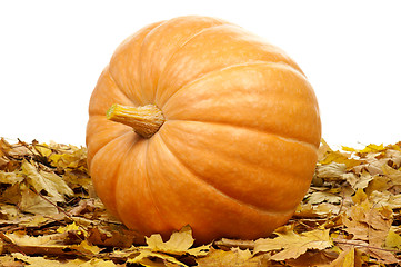 Image showing Ripe pumpkins