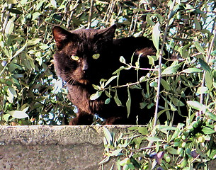 Image showing Cat on alert