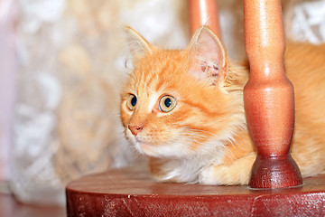 Image showing redhead kitty