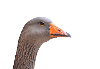 Image showing goose head on white background