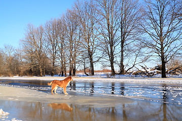 Image showing oak wood on river coast