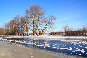 Image showing oak wood on river coast