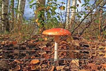 Image showing big fly agaric amongst yellow dry sheet