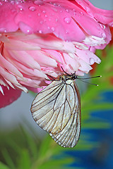 Image showing butterfly is under flower to hide from rain