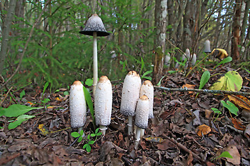 Image showing group toadstool on wood background