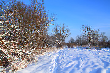 Image showing winter wood lit bright sun