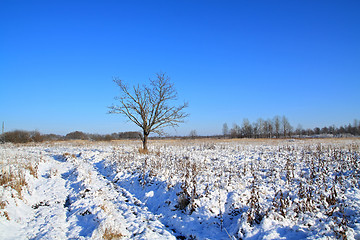 Image showing small oak on field near roads