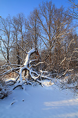 Image showing tumbled tree in winter wood