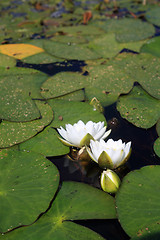 Image showing water lilies on small lake 