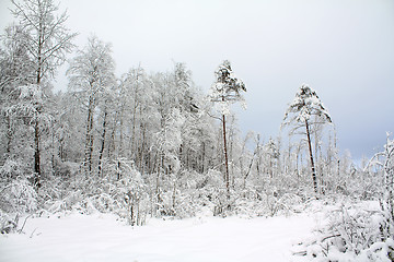 Image showing snow wood at dull day