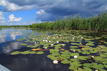 Image showing water lilies on small lake 