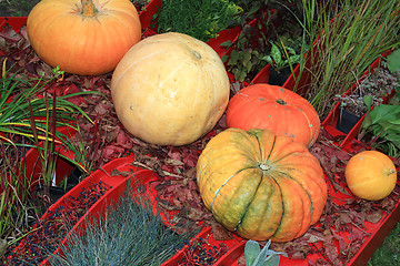 Image showing pumpkin set on rural market