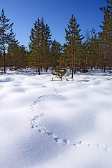 Image showing capercaillie trace on white snow