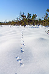 Image showing hare trace on white snow