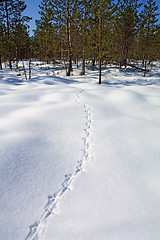 Image showing capercaillie trace on white snow