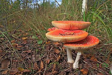 Image showing fly agarics in wood