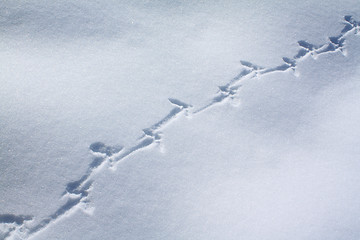 Image showing capercaillie trace on white snow