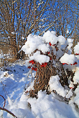 Image showing red berries of the viburnum in snow 