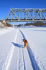 Image showing redhead rambling dog near railway bridge