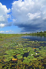 Image showing water lilies on small lake 