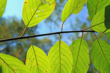 Image showing wood sheet on blue background