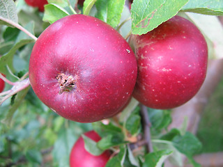 Image showing apples