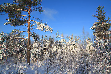 Image showing pines in snow on celestial background 